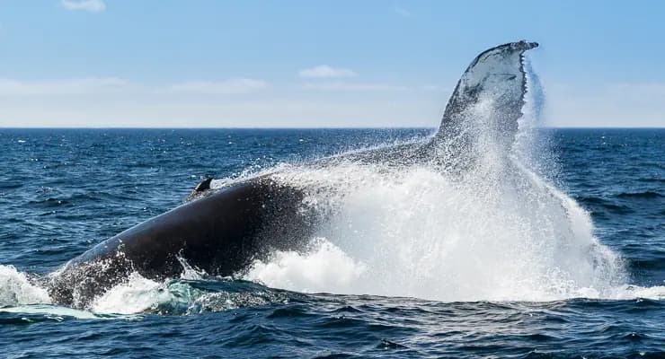 Riserva Ecologica di Witless Bay